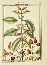 Eugenia Brignolla、Delahayeの水彩画