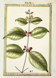 Eugenia Carthaginensis、Delahayeによる水彩画