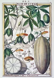 バオバブの実と花（Delahaye著）（Florindie ou Historie physico-economique des Vegetaux de la Torrideより
