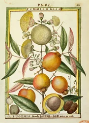マラバルプラムまたはローズアップル（Eugenia JambosまたはSyzygium Jambos）、Delahayeによる水彩画