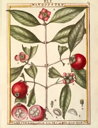 マンゴスチン（Garcinia mangostana）の水彩画（Delahaye作