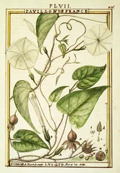 ムーンフラワーまたはムーンバイン（Ipomoea Alba）、Delahayeによる水彩画