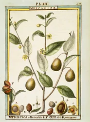 ナツメグ（Myristica fragrans or officinalis）、Delahayeの水彩画