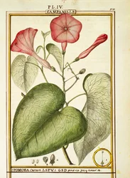 ピンクのアサガオ（Ipomoea Carnea）、Delahayeによる水彩画