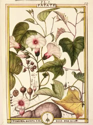 サツマイモ（Ipomea batatas）、Delahaye作、水彩画