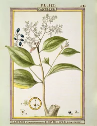 真のシナモン（Cinnamomum Verum）、Delahayeの水彩画