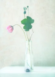繊細なポピーの静物画