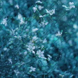 夢のような青い庭の花々