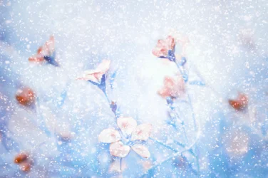 夢のような冬の花