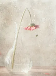 色あせていくピンクの花