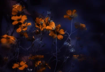 オレンジ色に輝く花
