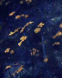 黄金の花が咲く夜空