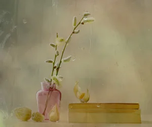 ネコヤナギと雨