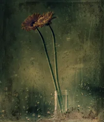 雨の日のガーベラ