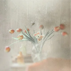 雨の日の窓辺のチューリップ