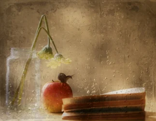 リンゴの上のカタツムリ　雨の日