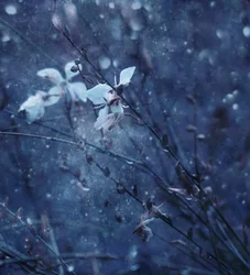 柔らかな青の花々