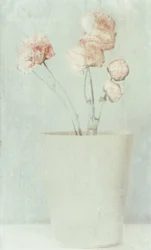 柔らかな色あせの花