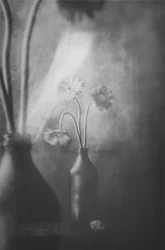 柔らかな光に照らされた花々