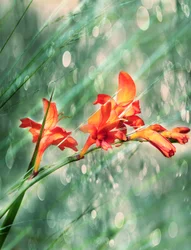 鮮やかなオレンジ色の花が咲き誇る庭