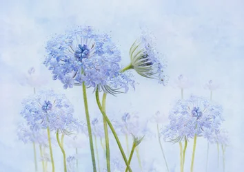 幻想的な青い花