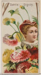 ダリア: デューク br...、1892 年のシリーズ花の美しさと花言葉 N75 からの尊厳。