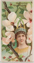 マグノリア：シリーズ花の美しさと花言葉N75 for ...、1892年からの壮大さ。