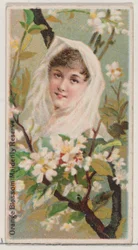 オレンジブロッサム：乙女のような保護区、シリーズ「花の美しさと花言葉...」、1892年。