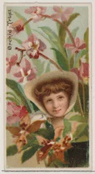 Orchid: Trust, シリーズ Floral Beauties and Language of Flowers N75 for Duke bran..., 1892.