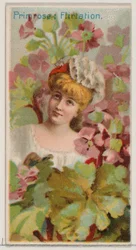 Primrose: Flirtation、シリーズ「Floral Beauties and Flowers of Flowers N75 for Du...」、1892年より。