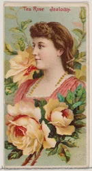 Tea Rose: Jealousy、Duke...、1892 年のシリーズ「Floral Beauties and Flowers of Flowers」N75 から。