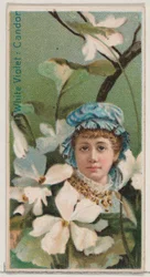 ホワイト バイオレット: 率直、シリーズ「花の美しさと花言葉」N75 for Du...、1892 年から。