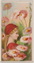 野生のイングリッシュ デイジー: 可憐さ、シリーズ「花の美しさと花言葉 N...」、1892 年から。