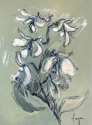 白い花のスケッチ