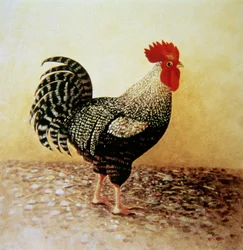 Speckled Rooster（キャンバスにアクリル）