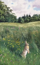 草原のうさぎ