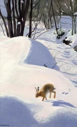 雪の中のウサギ