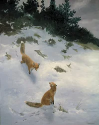 一目惚れ、雪の中のキツネ