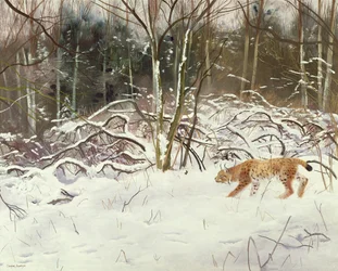 オオヤマネコとウサギ