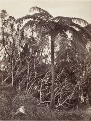 木生シダ、1863年。