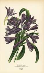 アフリカユリ、アガパンサス アフリカヌス (Agapanthus umbellatus)。 Edward Step’s Favorite Flowers of Garden and Greenhouse、Frederick Warne、ロンドンの Desire Bois によるイラストのクロモリトグラフ