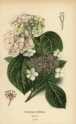 Bigleaf アジサイ、Hydrangea macrophylla。
