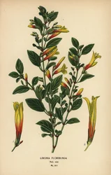 ブラジルのフクシア、フスティシア フロリバンダ (リボニア フロリバンダ)。 Edward Step’s Favorite Flowers of Garden and Greenhouse、Frederick Warne、ロンドンの Desire Bois によるイラストのクロモリトグラフ