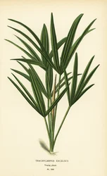 広葉樹の椰子やタケ椰子、ラピス エクセルサ (Trachycarpus excelsus)。 Edward Step’s Favorite Flowers of Garden and Greenhouse、Frederick Warne、ロンドンの Desire Bois によるイラストのクロモリトグラフ