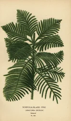 松、Araucaria columnaris を調理します。 (ノーフォーク島松、アラウカリア エクセルサ)。 Edward Step’s Favorite Flowers of Garden and Greenhouse、Frederick Warne、ロンドンの Desire Bois によるイラストのクロモリトグラフ