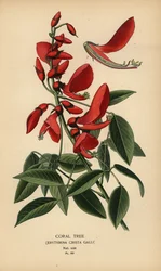 サンゴの木、Erythrina crista-galli。