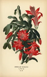 偽のクリスマス サボテン、Schlumbergera truncata。