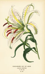 日本やヤマユリ、ユリ auratum のゴールドレイド ユリ。 Edward Step’s Favorite Flowers of Garden and Greenhouse、Frederick Warne、ロンドンの Desire Bois によるイラストのクロモリトグラフ