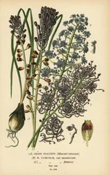 ブドウ ヒヤシンス、Leopoldia comosa (Muscari comosum、var. monstrosum、var. plumosa)。 Edward Step’s Favorite Flowers of Garden and Greenhouse、Frederick Warne、ロンドンの Desire Bois によるイラストのクロモリトグラフ