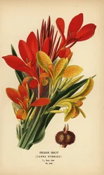 インディアン ショット、カンナ インディカ ハイブリッド。 Edward Step’s Favorite Flowers of Garden and Greenhouse、Frederick Warne、ロンドンの Desire Bois によるイラストのクロモリトグラフ
